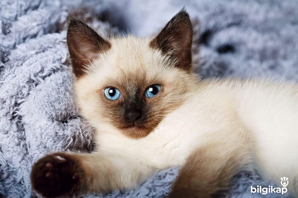 Çenebaz Kedi  Evcil Hayvanlar Kedi Bakımı